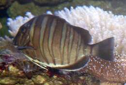 Image of Black-barred Surgeonfish