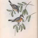 Image of Pachycephala rufiventris falcata Gould 1843