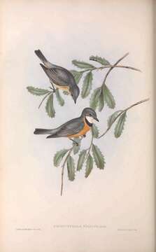 صورة Pachycephala rufiventris falcata Gould 1843