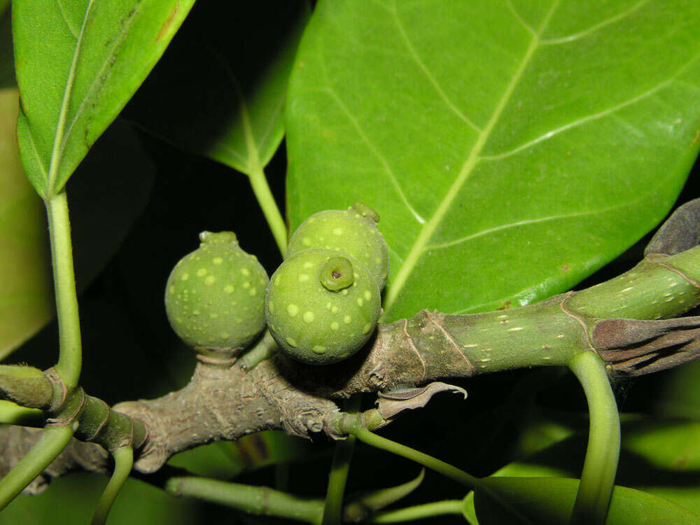 Image of Ficus zarzalensis Standl.