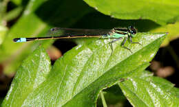 Image of forktail