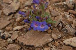 Image of Duchesne penstemon