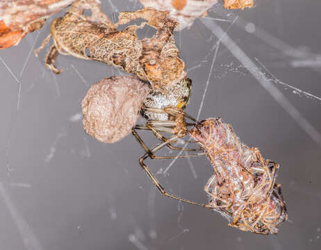 Image de Parasteatoda