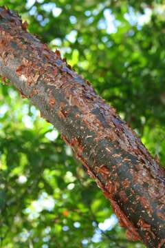 Image of gumbo limbo