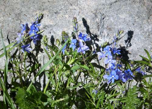 Image of Veronica multifida L.