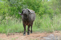 Image of African Buffaloes