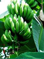 Image of edible banana