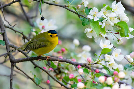 Image of Wilson's Warbler