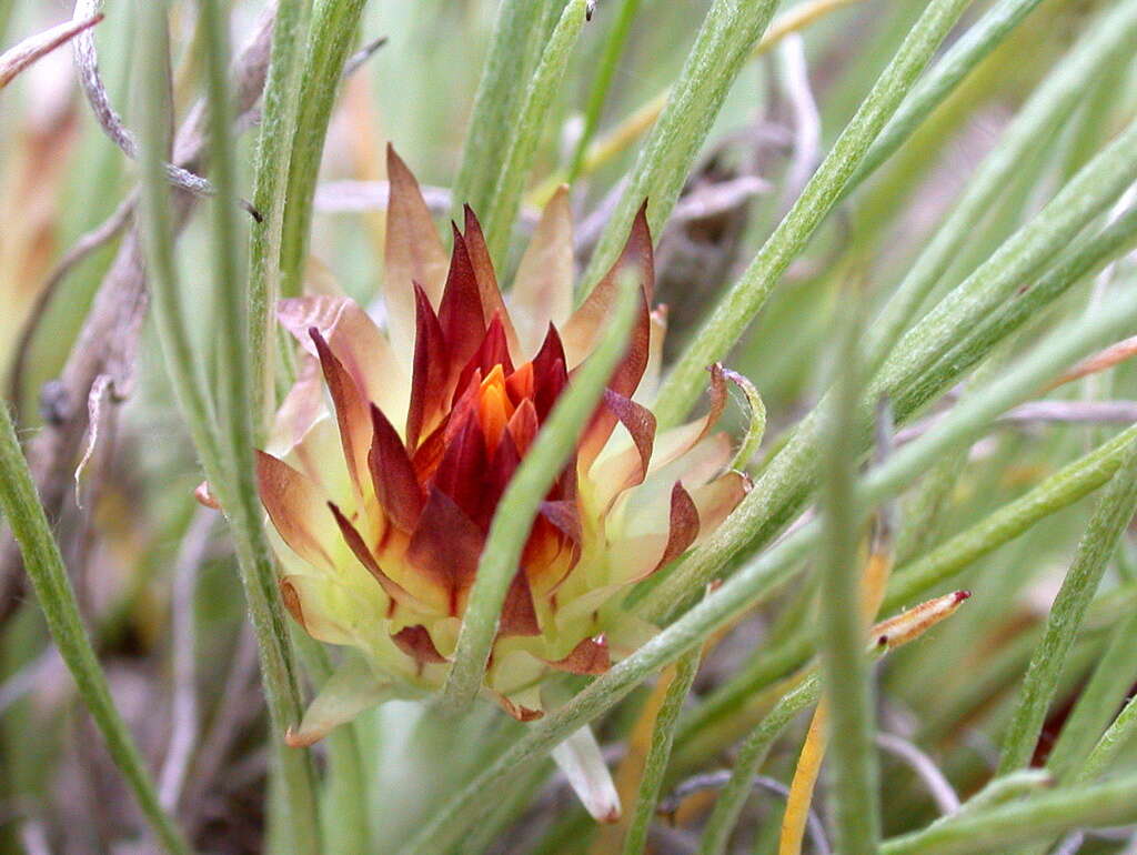 Image of Leucochrysum