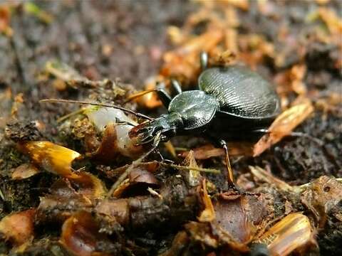 Image of Rare Snail-eating Beetles