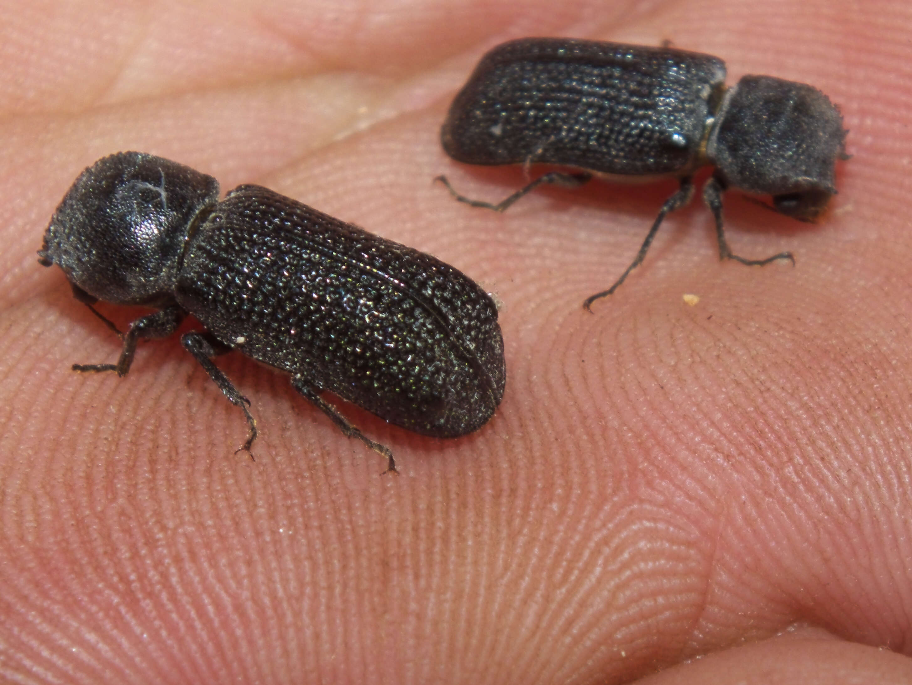 Image of horned powderpost beetles