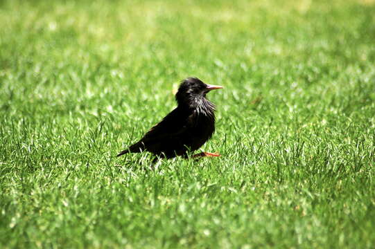 Image of Spotless Starling