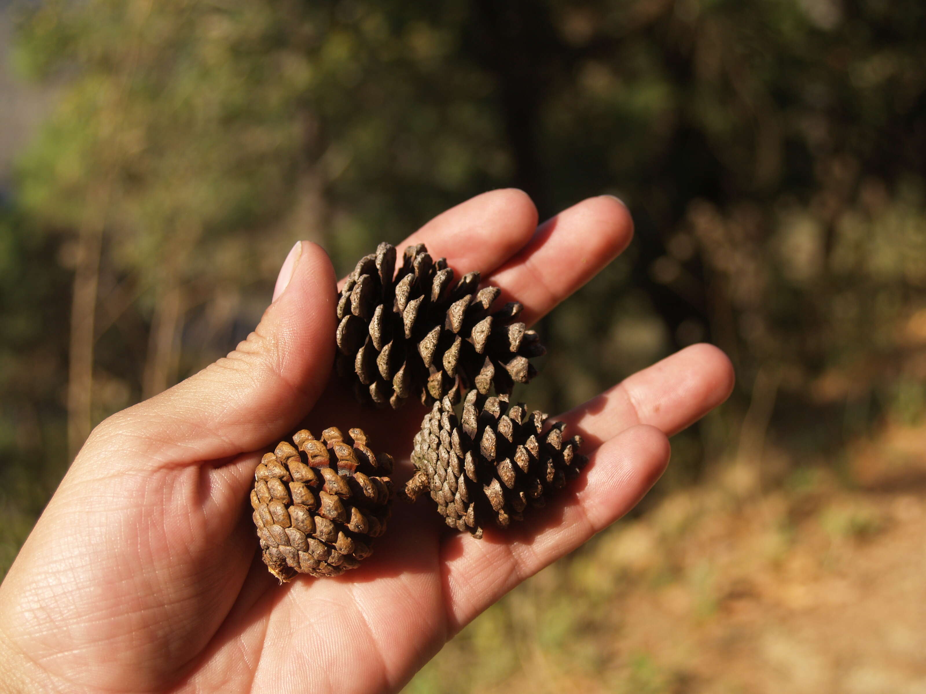 Image de Pinus teocote Schiede ex Schltdl. & Cham.