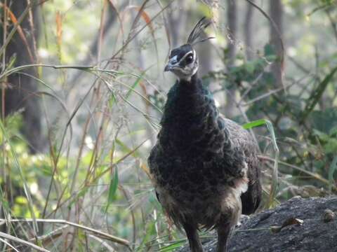 Image of Asiatic peafowl