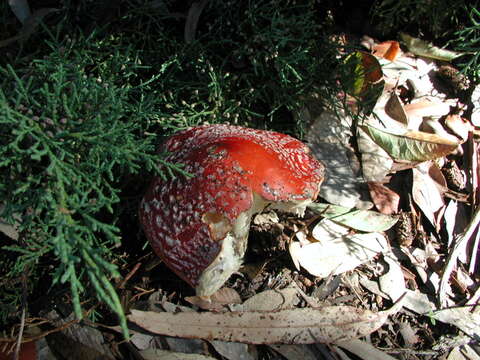 Image of Amanita