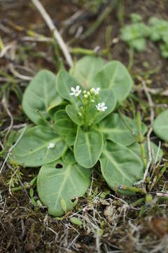 Image of brookweed