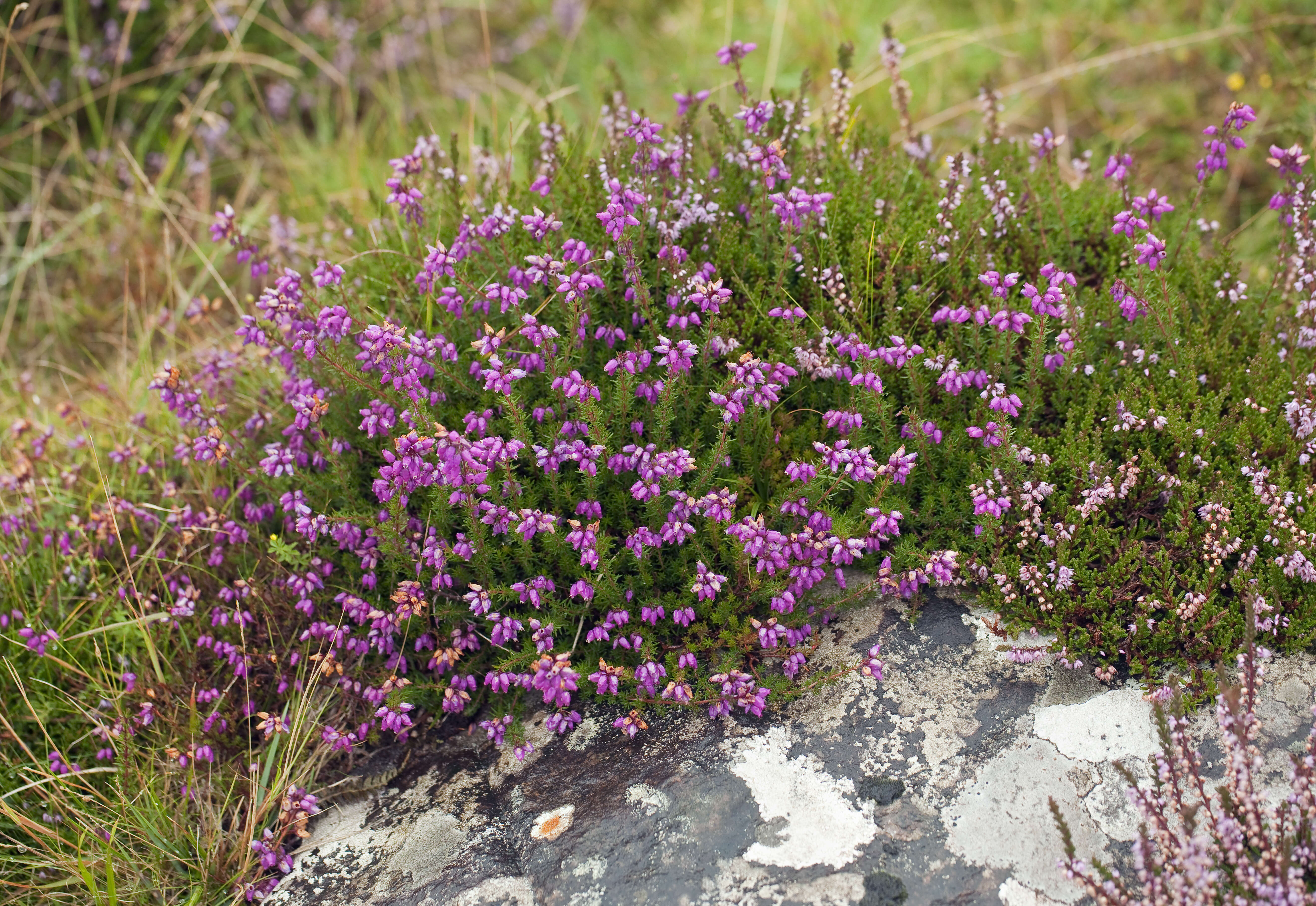 Image of Bell Heather