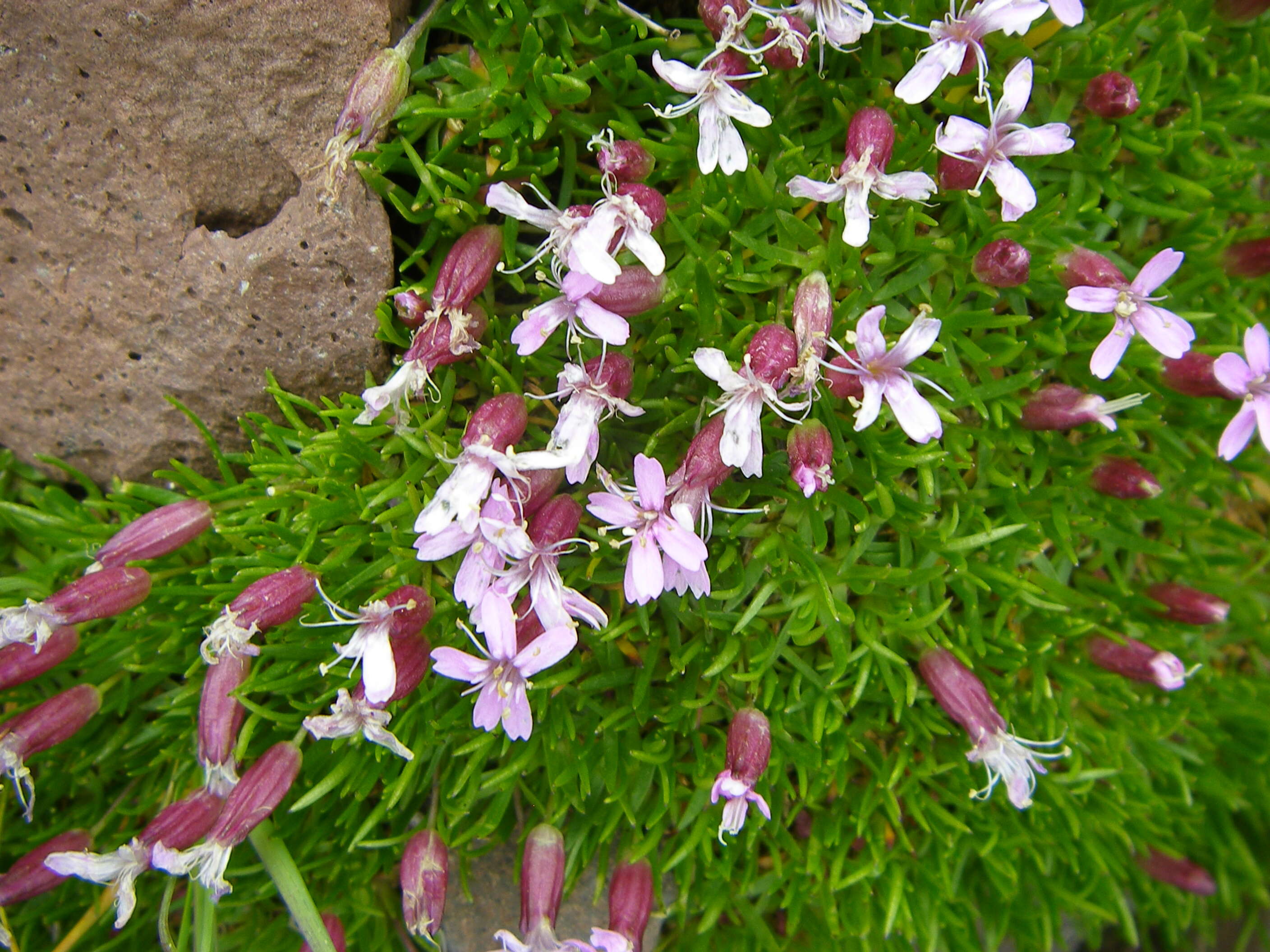 Image of moss campion