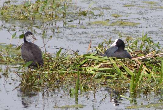 Image of Common Coot