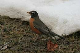 Image of Thrush