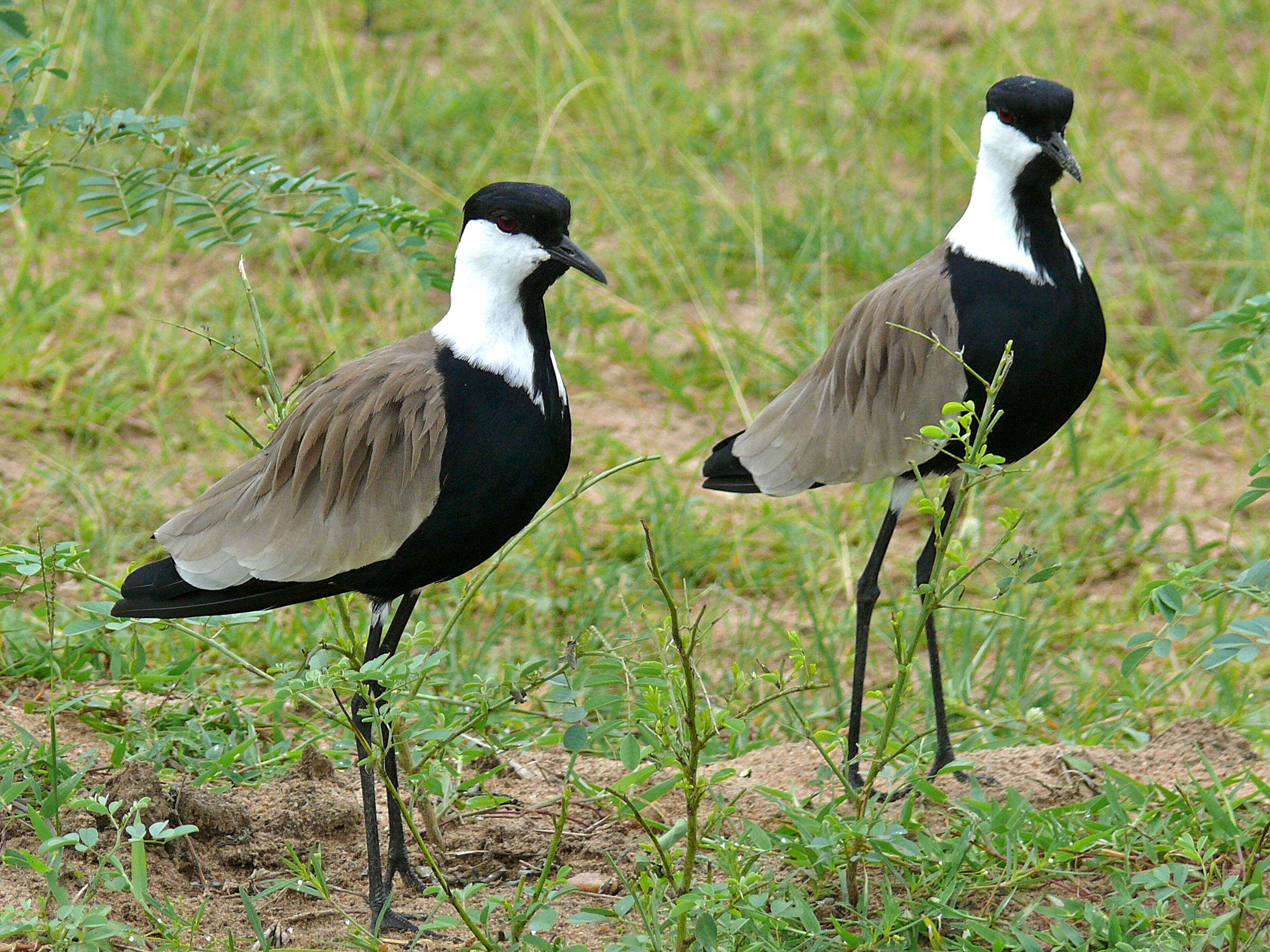 Image of Lapwing