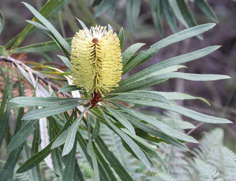 Image of banksia