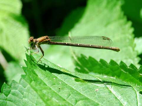 Image of Blue-fronted Dancer