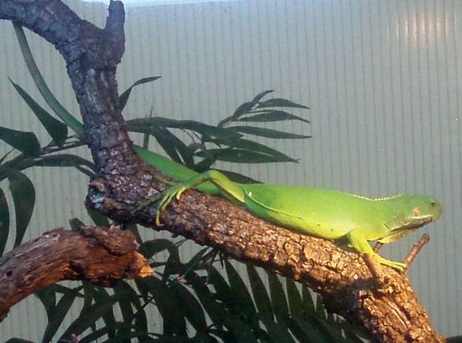 Image of Fiji iguanas