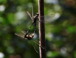 Image of Slender Skimmer