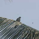 Image of African Cuckoo-Falcon