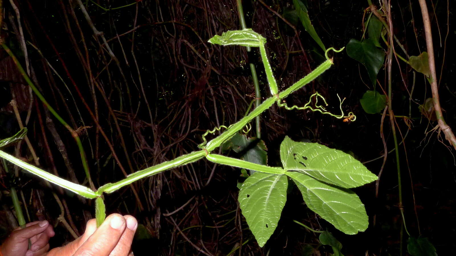 Image of Cissus trigona Willd. ex Roem. & Schult.