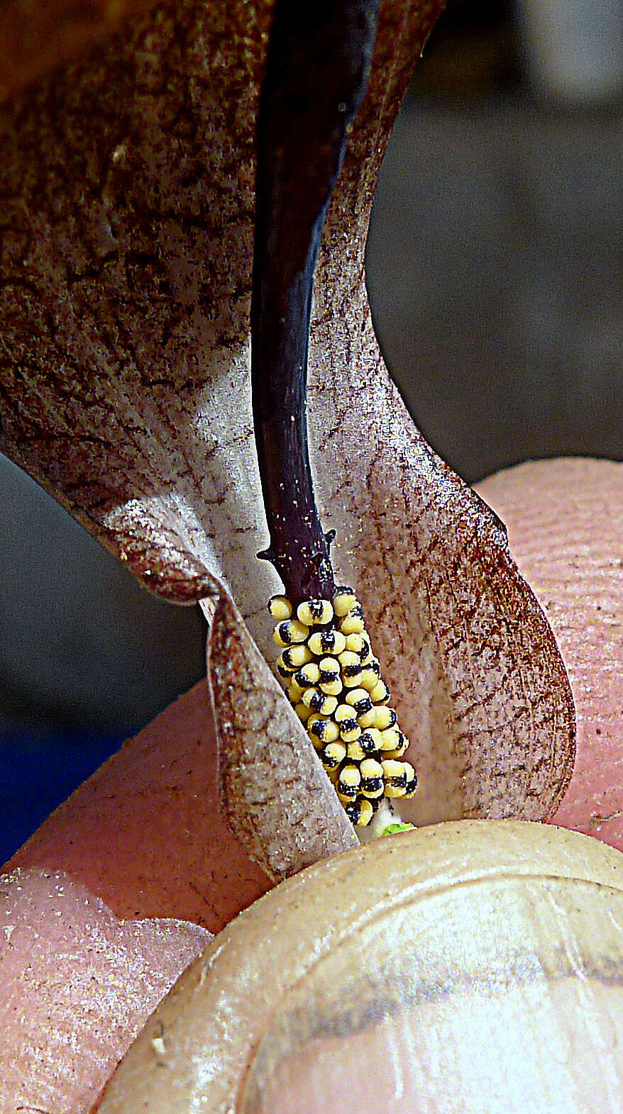 Image of Zomicarpa steigeriana Maxim. ex Schott