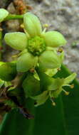 Image of Esenbeckia grandiflora Mart.