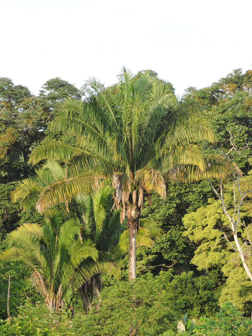 Image of attalea palm