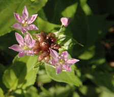 Image of meadow garlic