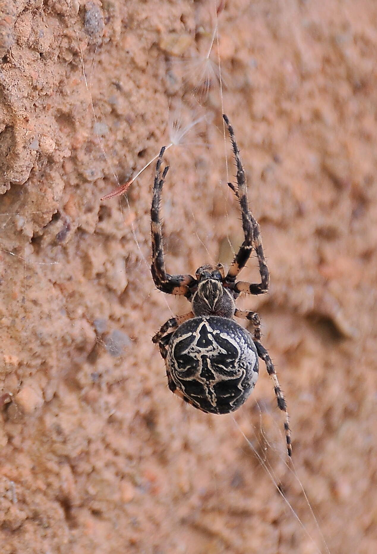 Image of Furrow spiders