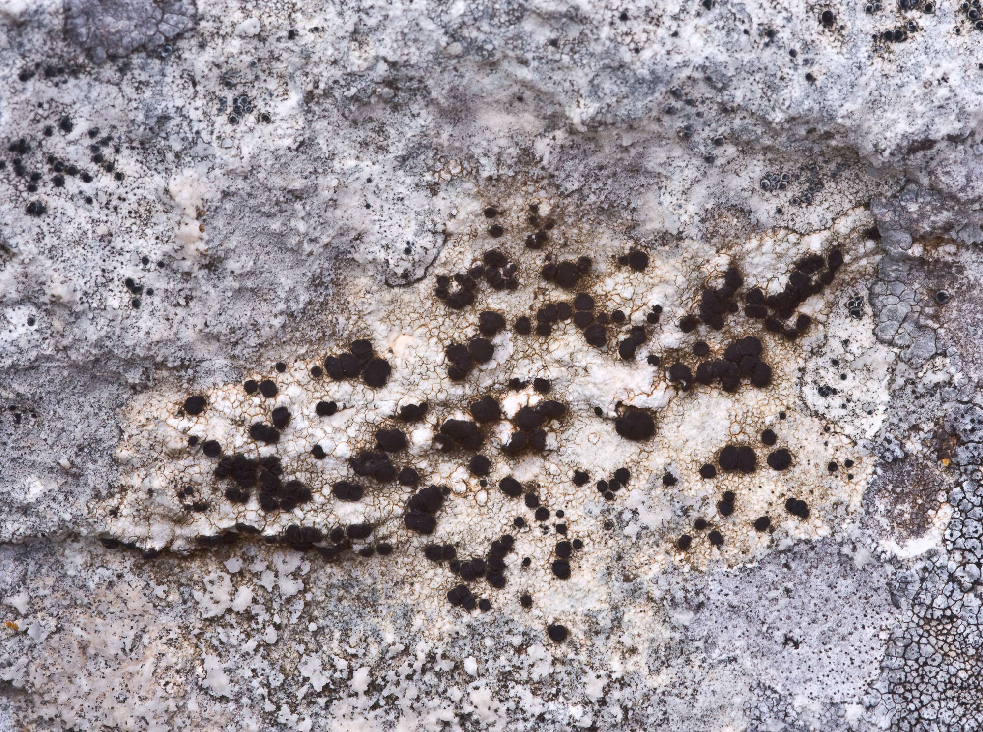 Image of farnoldia lichen