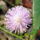 Image of Mimosa sensitiva L.