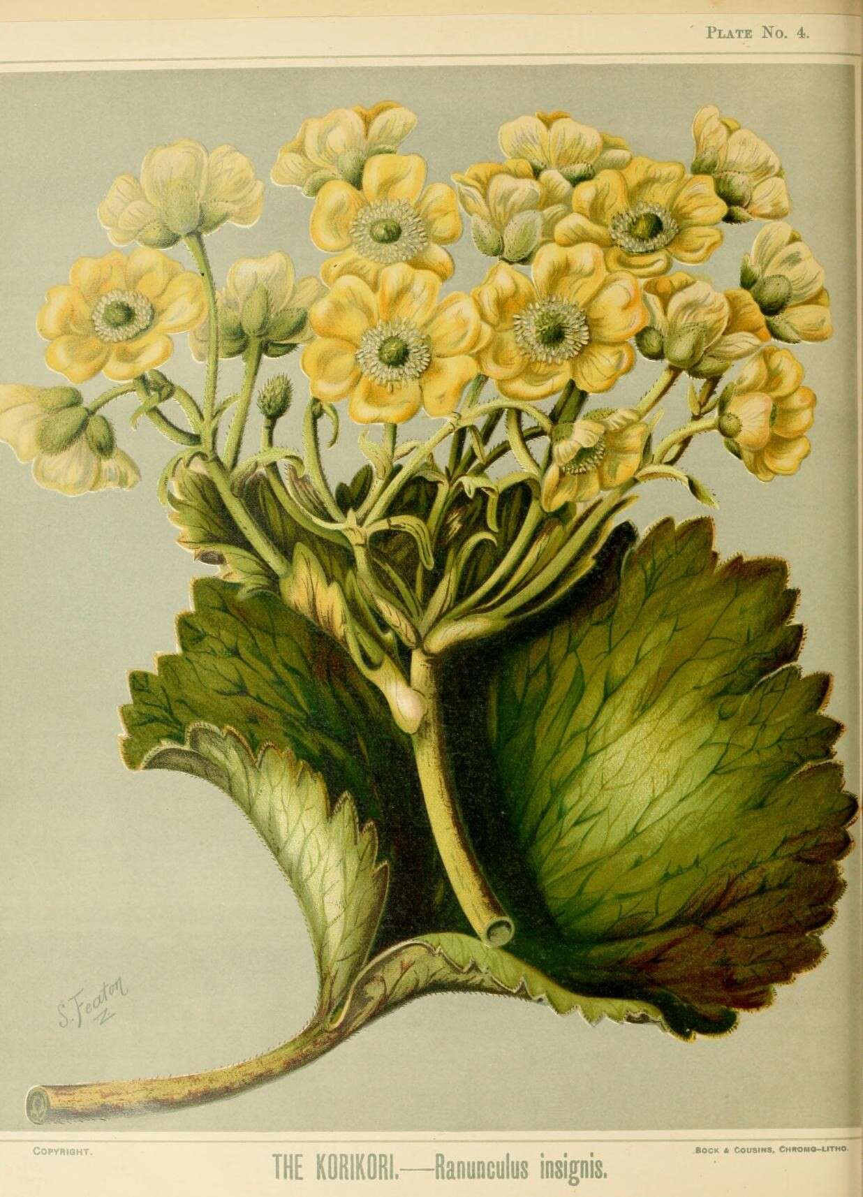 Image of Ranunculus insignis Hook. fil.