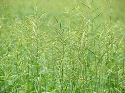 Image of signalgrass