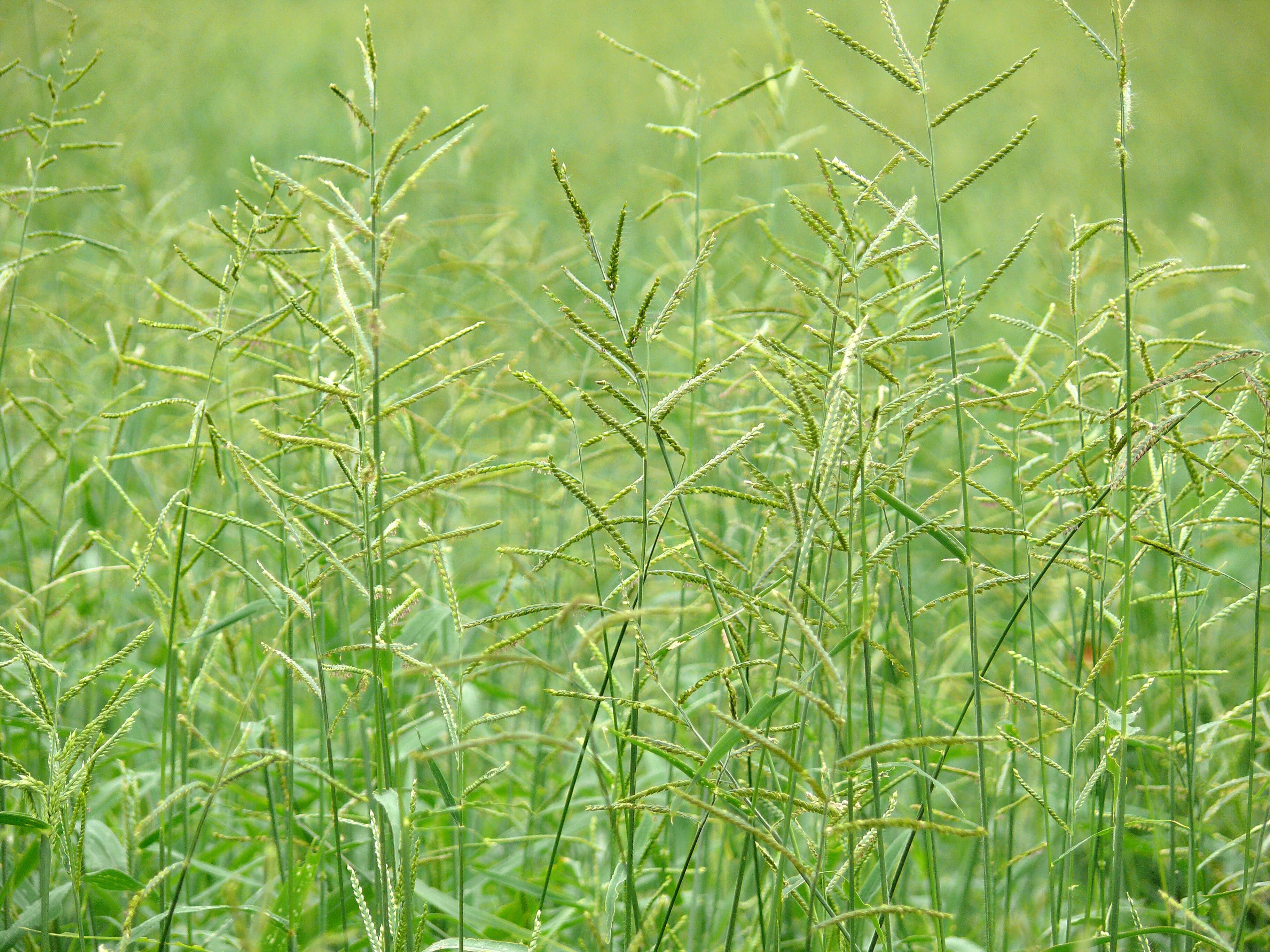 Image of signalgrass