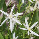 Image of Clematis gentianoides DC.