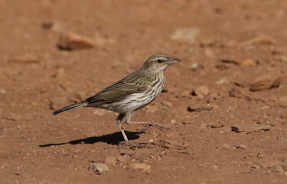 Image of Striped Pipit