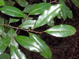 Imagem de Prunus caroliniana (Mill.) Ait.