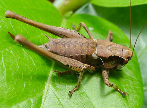 Image of dark bush-cricket