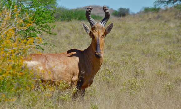 Image of Hartebeest