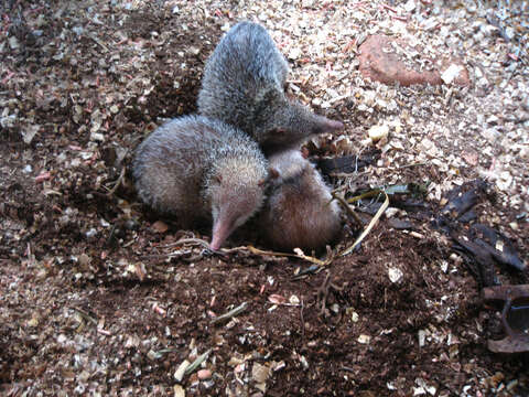 Image of Common Tenrec