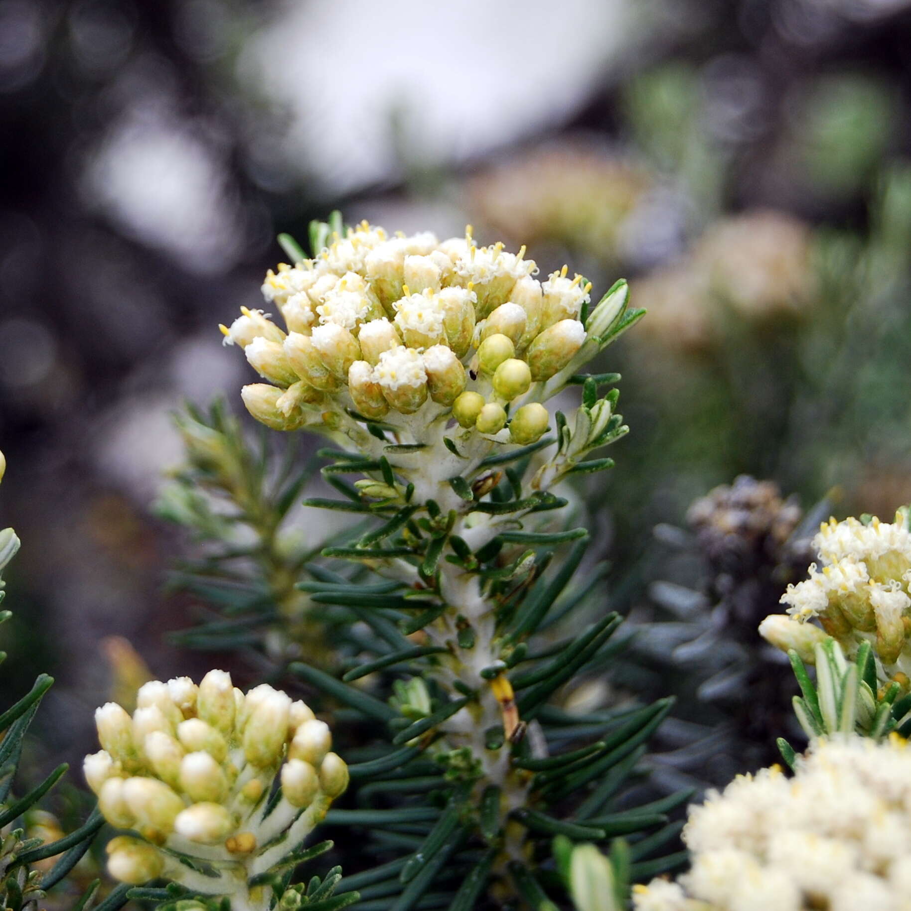 Image of Ozothamnus costatifructus (R. V. Smith) A. A. Anderberg