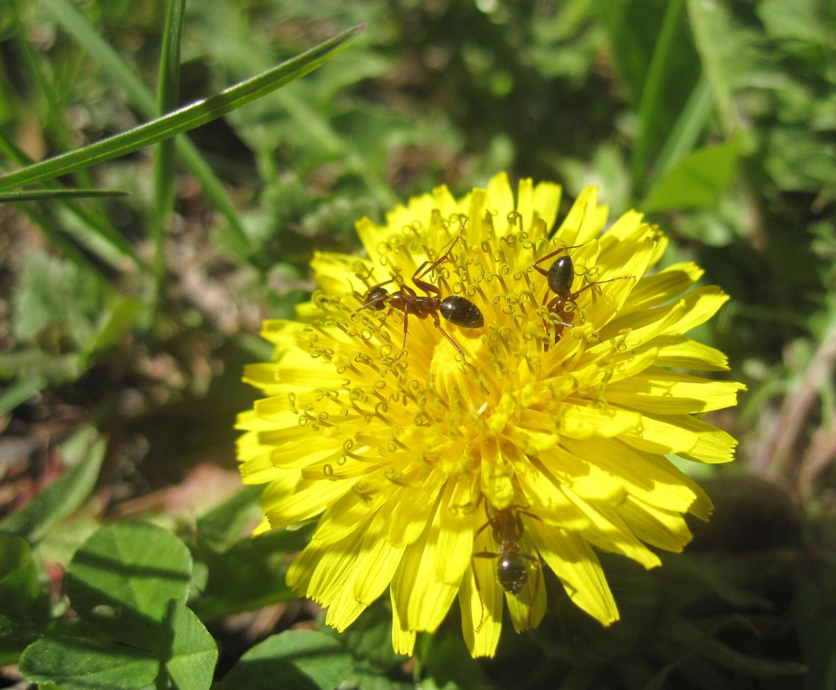 Image of dandelion