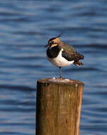 Image of Lapwing